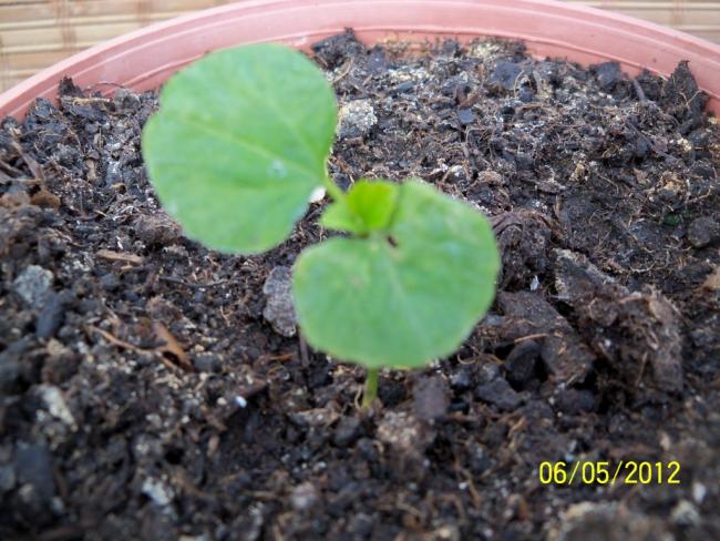 Plumeria evde. Plumeria: tohumlardan büyüyor Plumeria evde. Plumeria: tohumlardan büyüyor