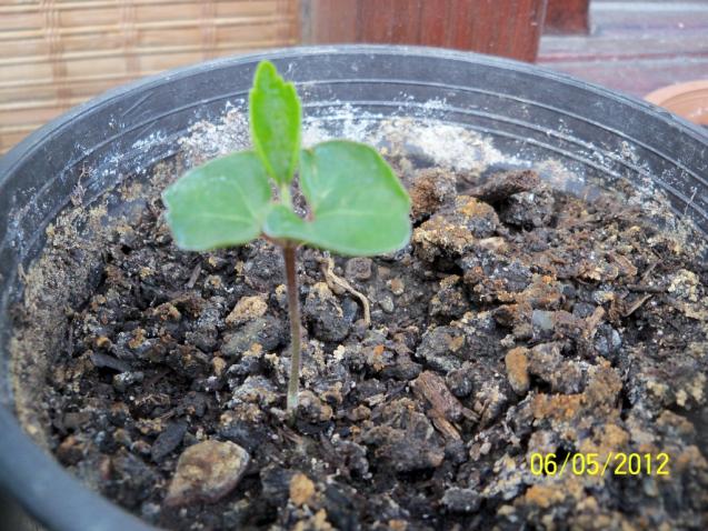 Plumeria evde. Plumeria: tohumlardan büyüyor Plumeria evde. Plumeria: tohumlardan büyüyor