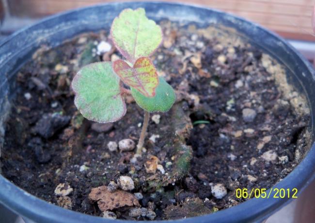 Plumeria evde. Plumeria: tohumlardan büyüyor Plumeria evde. Plumeria: tohumlardan büyüyor