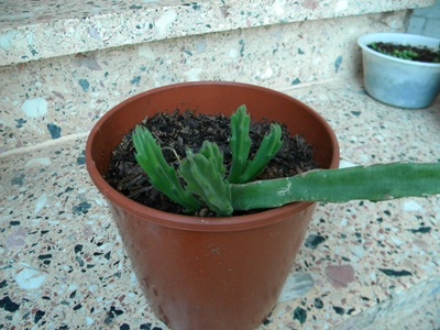 Name: DSCN7496.JPG
Views: 1883
Size: 61.8 KB