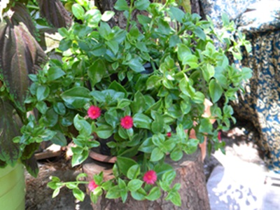 Name: DSCN7681.JPG
Views: 1972
Size: 68.1 KB