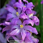 Name:  15-chionodoxa_violet_beauty.jpg
Views: 834
Size:  14.1 KB