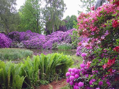 Name:  rhododendron1.jpg
Views: 11914
Size:  67.2 KB