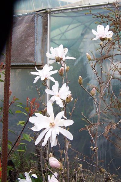 Name:  magnolia stellata.jpg
Views: 4247
Size:  49.2 KB