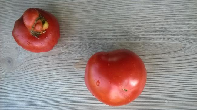 Name:  domates bilinmeyen arka- 23.08.2015.jpg
Views: 467
Size:  38.2 KB