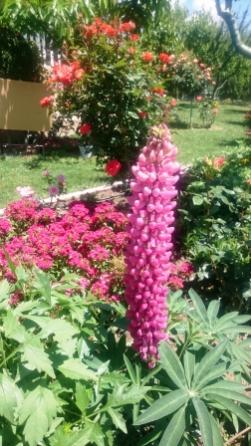 Name: DSC_1658.jpg
Views: 126
Size: 32.0 KB