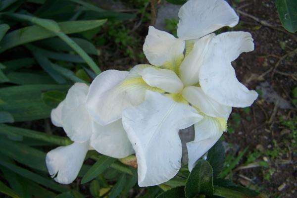 Name:  100_6914_600x400.jpg
Views: 837
Size:  27.9 KB