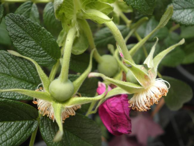 Rosa rugosa veya kuşburnu buruşuk 75