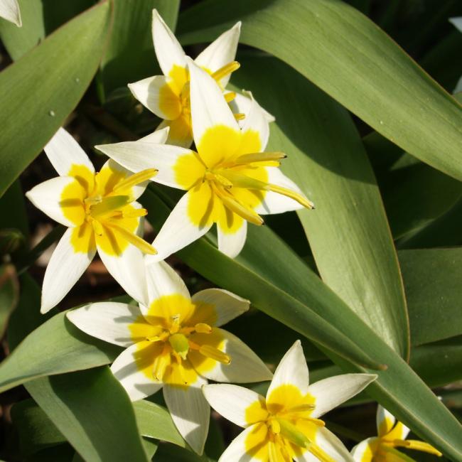 Name:  Zweiblaettrige-Tulpe-Bluete-hellgelb_Tulipa-biflora02-900x900-1.jpg
Views: 902
Size:  52.9 KB