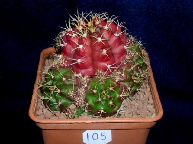 Name:  105 Gymnocalycium damsii tucavocense red.jpg
Views: 1315
Size:  40.9 KB