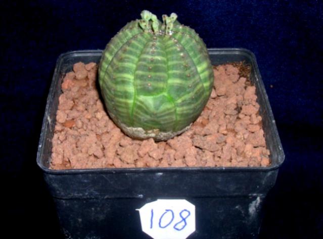 Name:  108 Euphorbia obesa.jpg
Views: 1146
Size:  34.5 KB