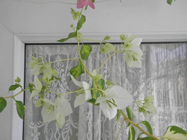 Name:  Balkon (11).jpg
Views: 1578
Size:  39.1 KB