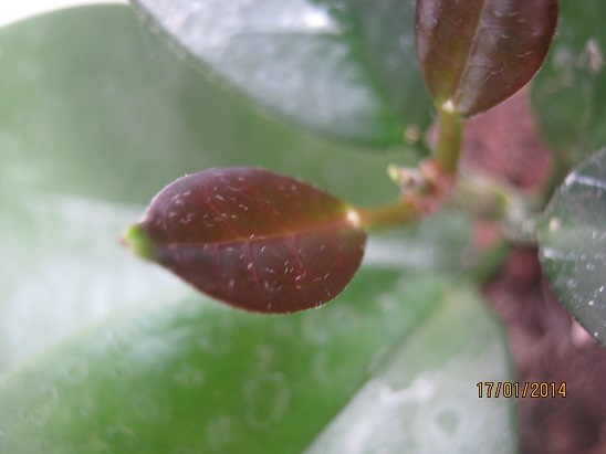 Name: h. austalis.jpg
Views: 3507
Size: 51.2 KB