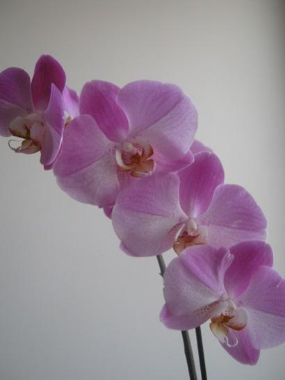 Name:  -orkide1.jpg
Views: 501
Size:  16.9 KB