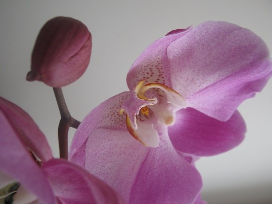 Name:  orkide3.jpg
Views: 540
Size:  59.9 KB