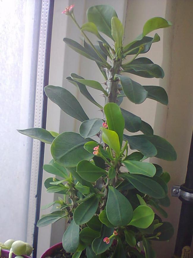Name:  Euphorbia milii-21.jpg
Views: 589
Size:  60.7 KB