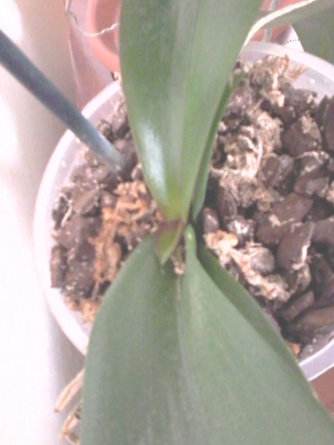 Name:  orkide 041.jpg
Views: 314
Size:  47.6 KB