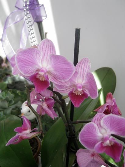Name:  orkide1.jpg
Views: 919
Size:  27.9 KB