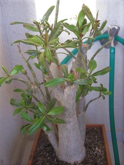 Name:  adenium.jpg
Views: 800
Size:  37.6 KB