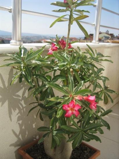 Name:  adenium1.jpg
Views: 599
Size:  39.2 KB