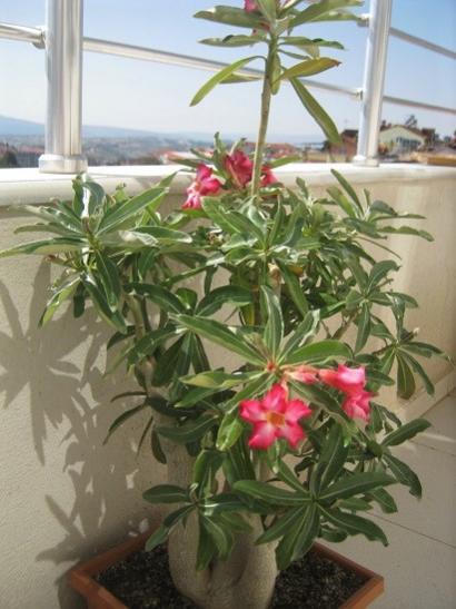 Name:  adenium1.jpg
Views: 728
Size:  39.2 KB