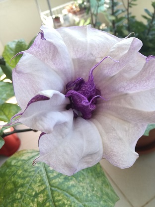 Name:  datura2.jpg
Views: 512
Size:  51.3 KB