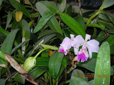 Name:  DSCN2105 orkide seras.JPG
Views: 906
Size:  38.6 KB
