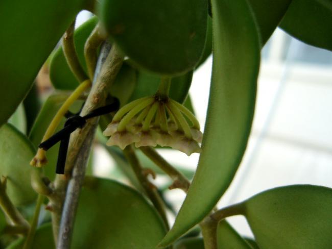 Name:  Hoya nummularioides 1.jpg
Views: 720
Size:  28.7 KB