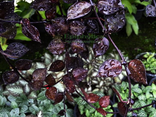 Name:  Hoya-khoniana-black-leaves.jpg
Views: 1438
Size:  71.4 KB