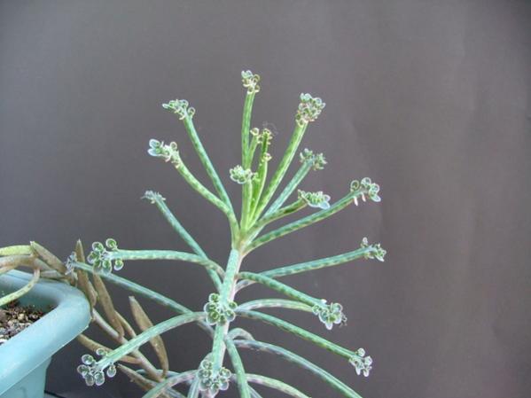 Name:  Kalanchoe tubiflora - 27 Haziran 2009 (6).jpg
Views: 1835
Size:  27.1 KB