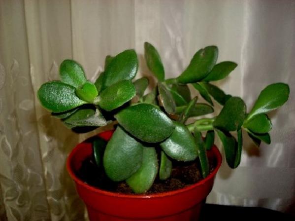 Name:  Crassula Ovata.jpg
Views: 1204
Size:  29.6 KB