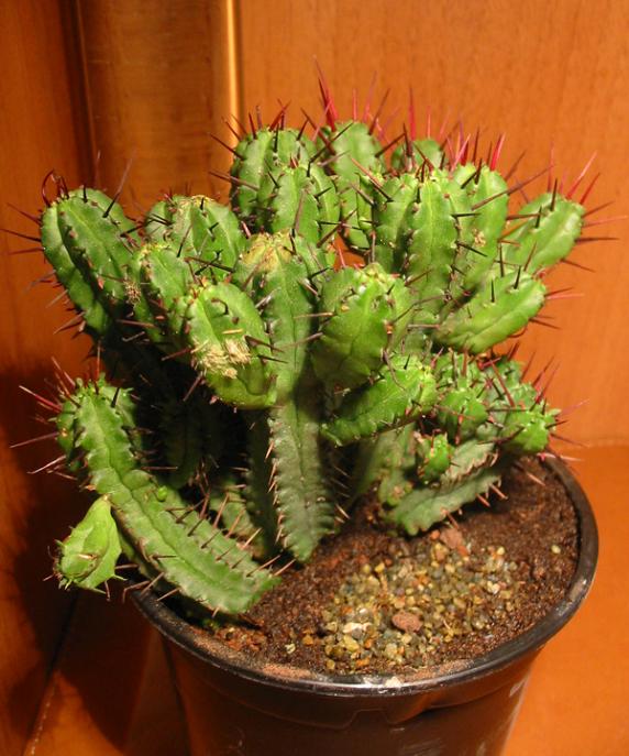 Name:  Euphorbia enopla.jpg
Views: 1424
Size:  66.7 KB