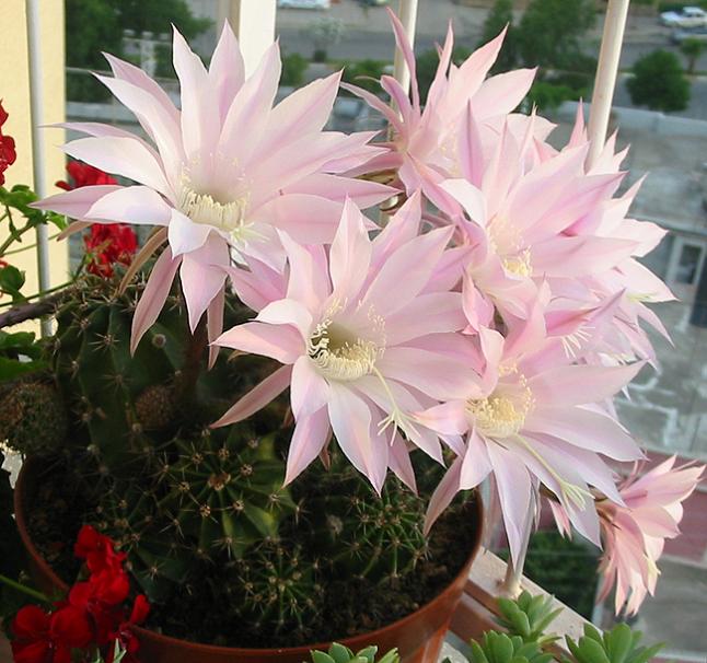 Name:  Echinopsis multiplex.jpg
Views: 2045
Size:  63.5 KB