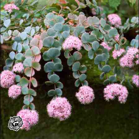pictures of sedum