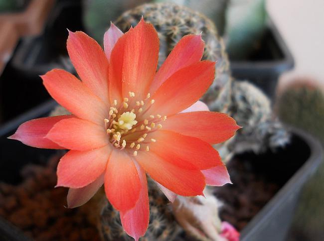 Name:  REBUTIA PYGMAEA ORURENSIS flower.jpg
Views: 1199
Size:  34.9 KB