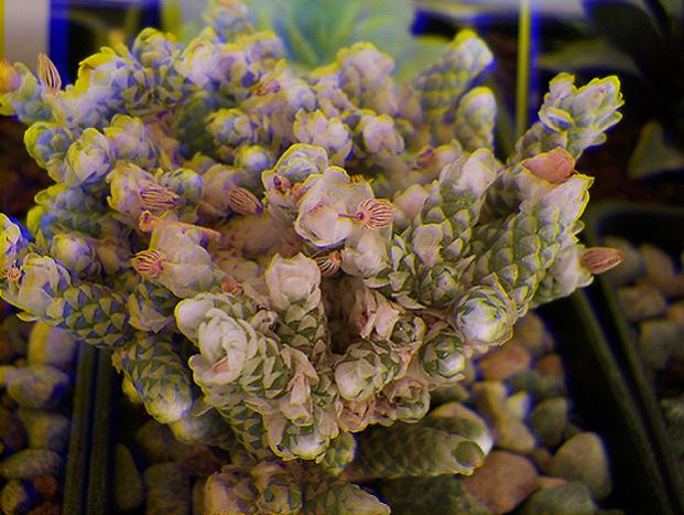 Name:  Avonia Papyracea ssp Namaensis Real 3D.jpg
Views: 1221
Size:  55.7 KB