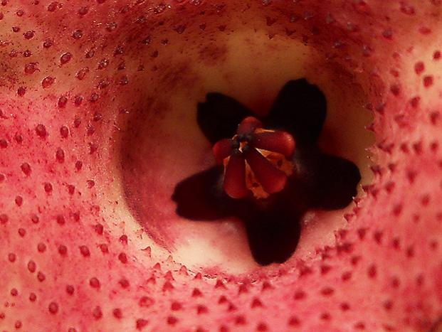 Name:  huernia macrocarpa v cerasina cicek gobek.jpg
Views: 1513
Size:  44.6 KB