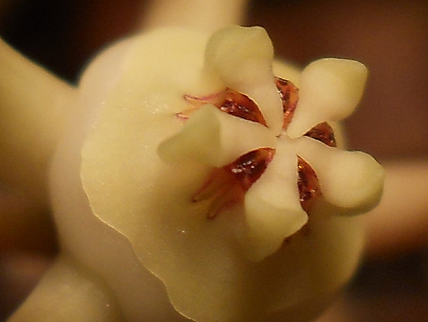 Name:  duvalia parviflora gobek.jpg
Views: 1002
Size:  60.1 KB