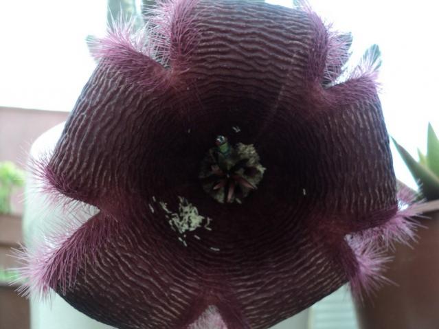 Name:  stapelia grandiflora 1.jpg
Views: 970
Size:  37.5 KB