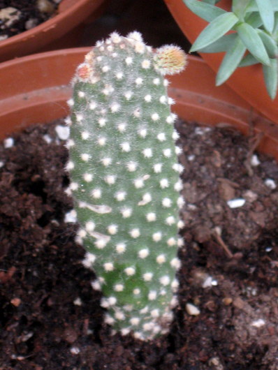 Name:  Opuntia microdasys.JPG
Views: 4431
Size:  68.8 KB