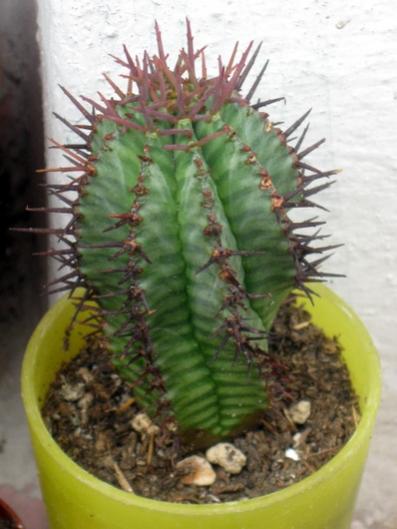 Name:  Euphorbia horrida.jpg
Views: 1807
Size:  32.3 KB