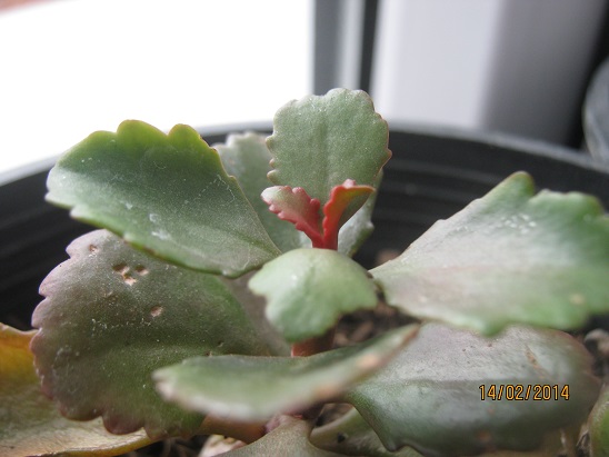 Name:  kalanchoe.jpg
Views: 1432
Size:  65.5 KB