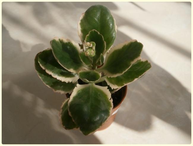 Name:  Kalanchoe blossfeldiana variegata- Alacal Kalano.jpg
Views: 1259
Size:  28.4 KB