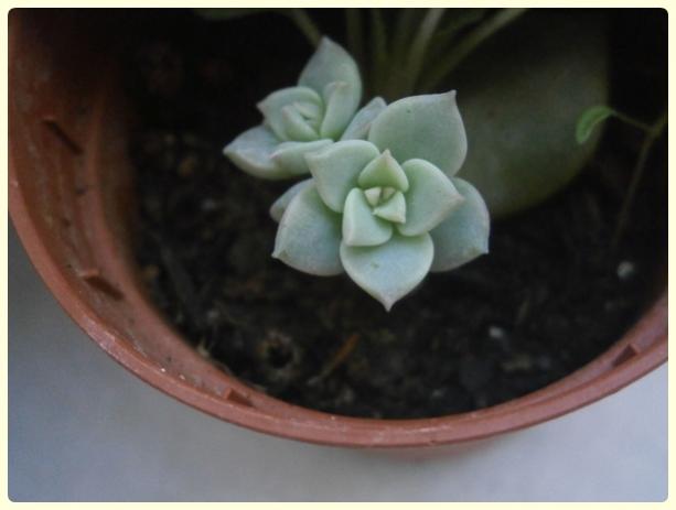 Name:  Graptopetalum sp. veya Graptoveria sp..jpg
Views: 872
Size:  23.6 KB