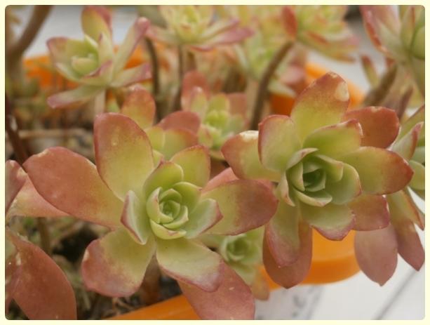 Name:  Sedum palmeri.jpg
Views: 758
Size:  31.8 KB