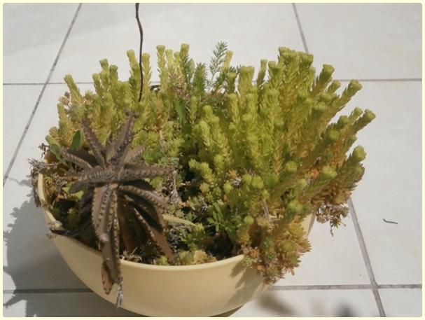 Name:  Sedum rupestre 'angelina' taba.jpg
Views: 914
Size:  40.0 KB