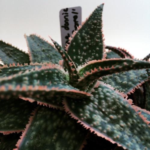 Name: Aloe Donnie 2016.jpg
Views: 1096
Size: 34.2 KB