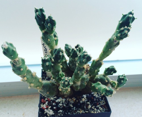 Name: Cumulopuntia boliviana ssp dactylifera (Tephrocactus dactylifer) 2016.JPG
Views: 1145
Size: 59.2 KB