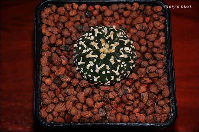 Name:  Astrophytum Asterias Sper Kabuto V-Type 3 (3).jpg
Views: 300
Size:  58.3 KB