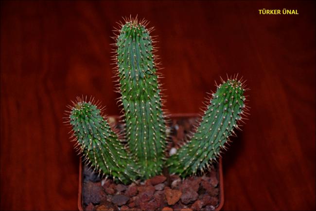 Name:  Hoodia gordonii (Kalahari Kakts) (2).jpg
Views: 439
Size:  32.9 KB